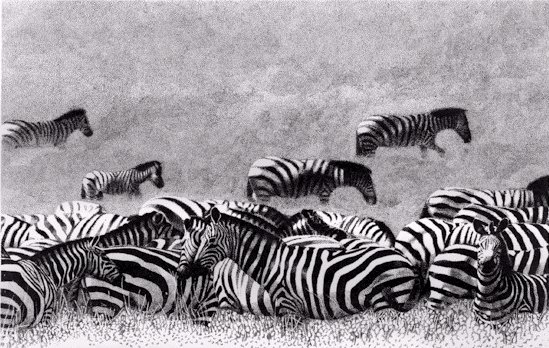 Zebras on the Sarenghetti